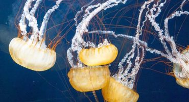 Beach bummer: what to do if a jellyfish stings