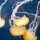 jelly-fish