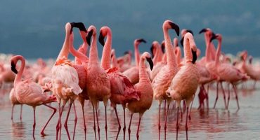 Kenya to introduce e-visas