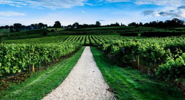 Enjoy British wines onboard BA