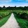 vineyard