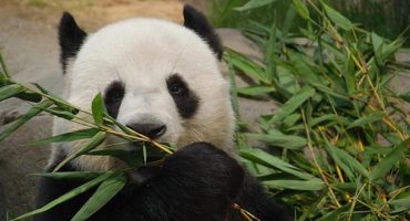 Hong Kong’s panda breaks Guinness World Record