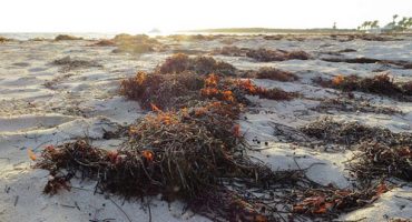 Caribbean beaches plagued by stinky seaweed