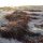 seaweed