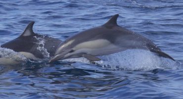 Rare sight: 30 dolphins perform show on English coast