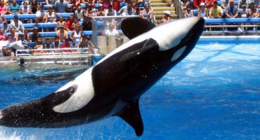 Seaworld to phase out killer whale display in San Diego