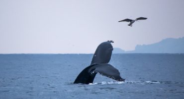 Whale watching in Ireland