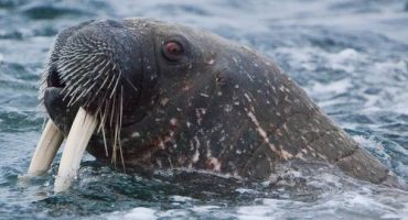 Close up: travel photographer headbutted by a 1.5 tonne walrus