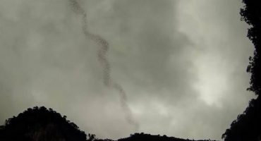 Fascinating bat behaviour makes for a stunning sight