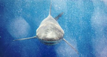 Airbnb: Win a night sleeping among the deadliest creatures alive