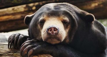 Stop illegal wildlife trade with new tourist app