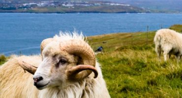 Sheep View is the new Street View in the Faroe Islands