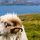 Sheep on the Faroe Islands