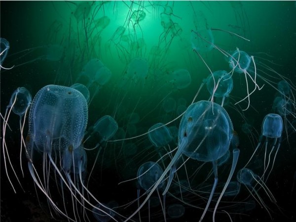 jellyfish
