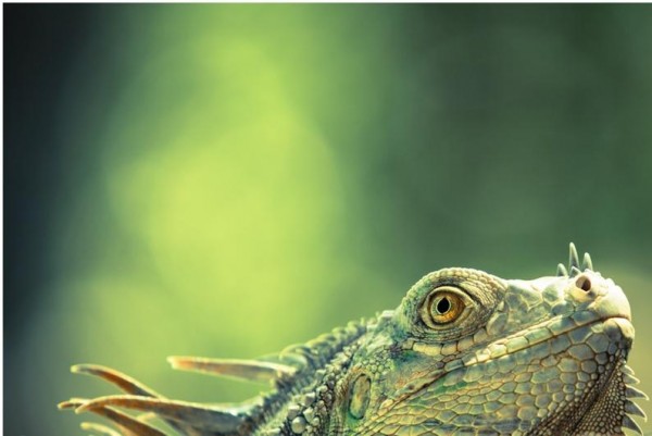 lizard