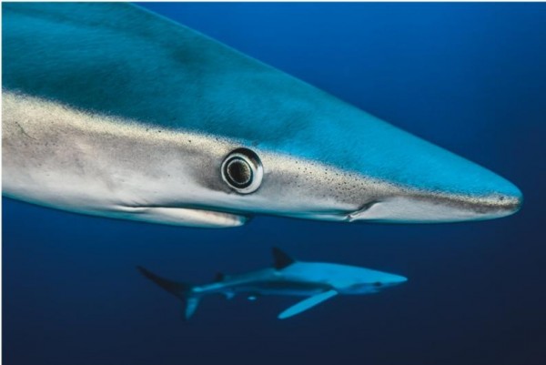 sharks