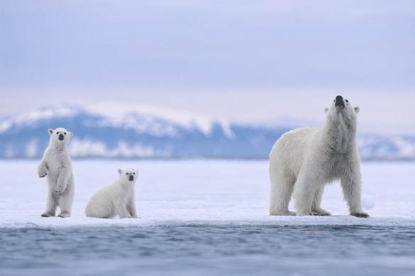 Polar Bear Mother and Cubs on Sea Ice