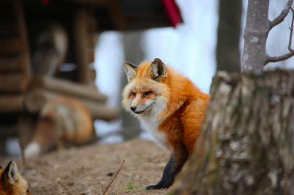 fox3